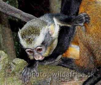 congo wolf baby 1.jpg - Wolf's Guenon (Cercopithecus wolfi).